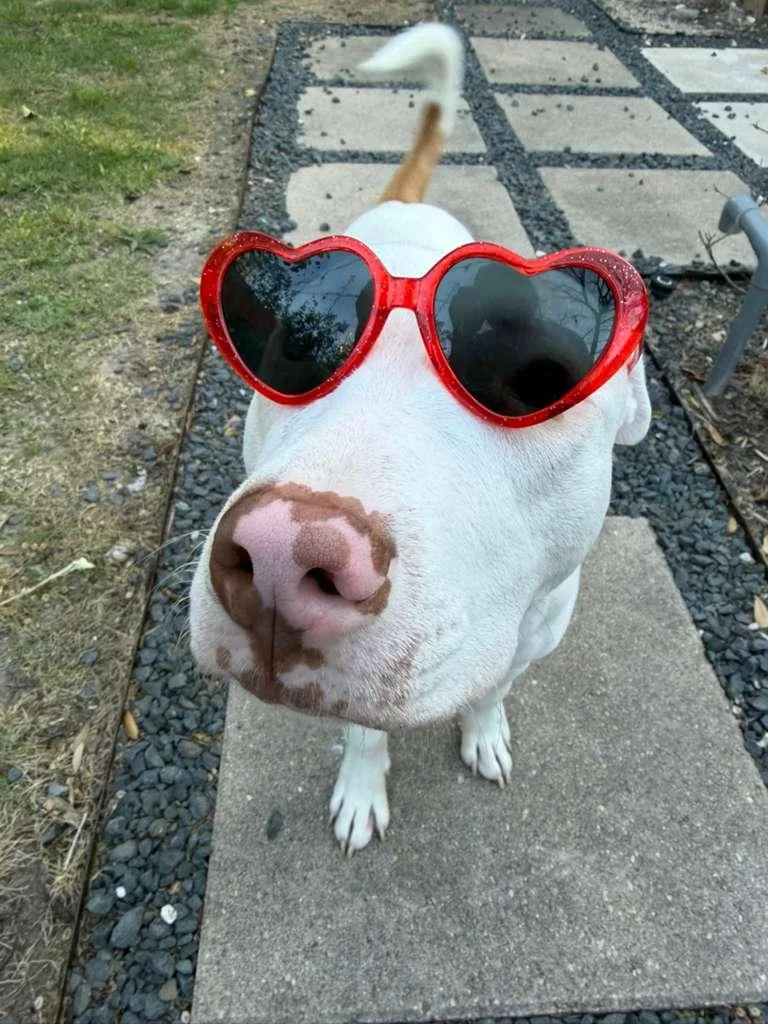 Poptart A.k.a Pup Tart thumbnail 6