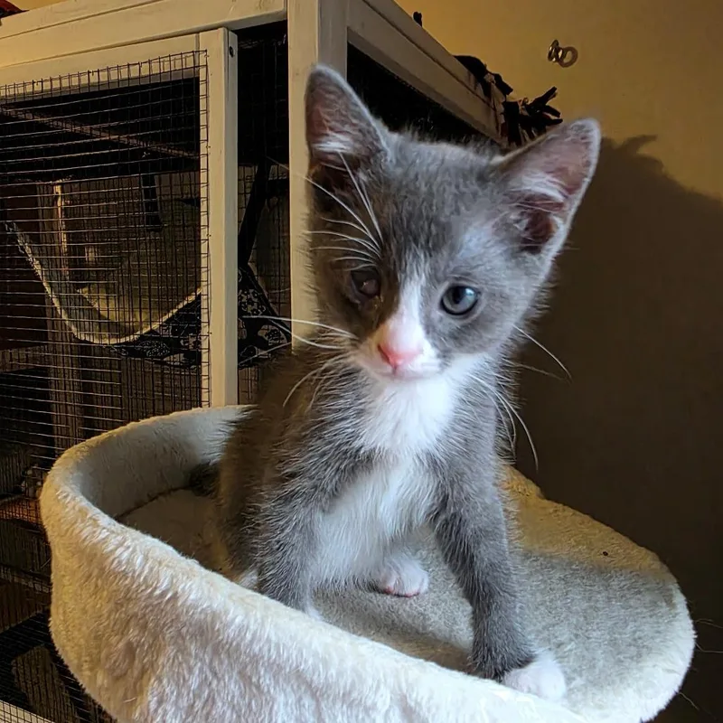 A baby small-sized male Gray / Blue / Silver Domestic Short Hair cat named Slate for adoption in Normal, IL