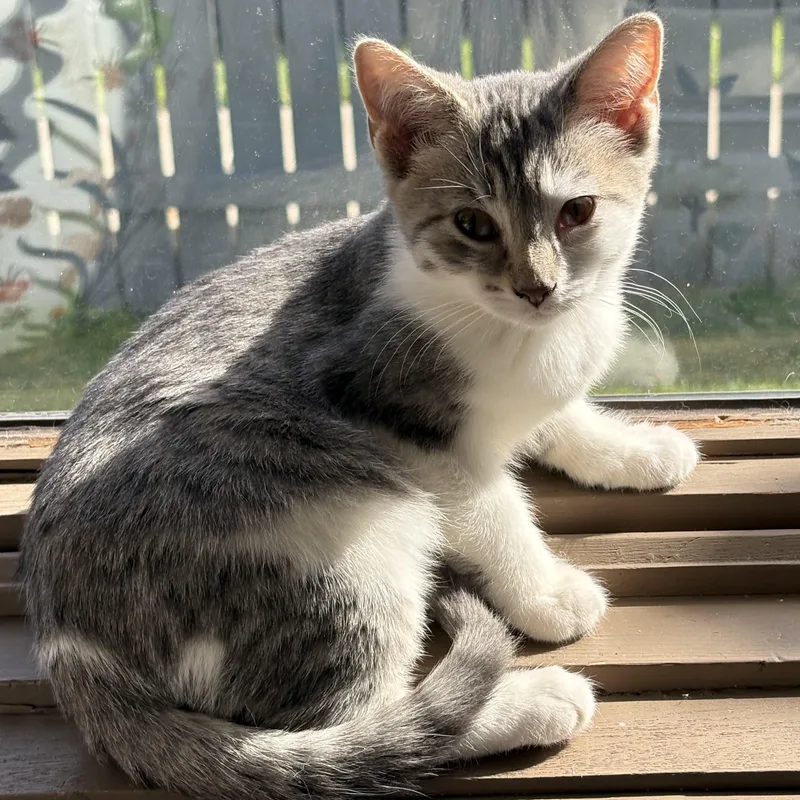 A young medium-sized female Tabby (Gray / Blue / Silver) Domestic Short Hair cat named Teresa for adoption in Butte, MT