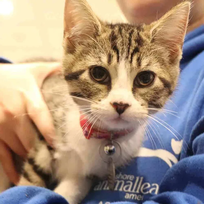A baby small-sized female Domestic Short Hair cat named Mauve for adoption in Port Washington, NY