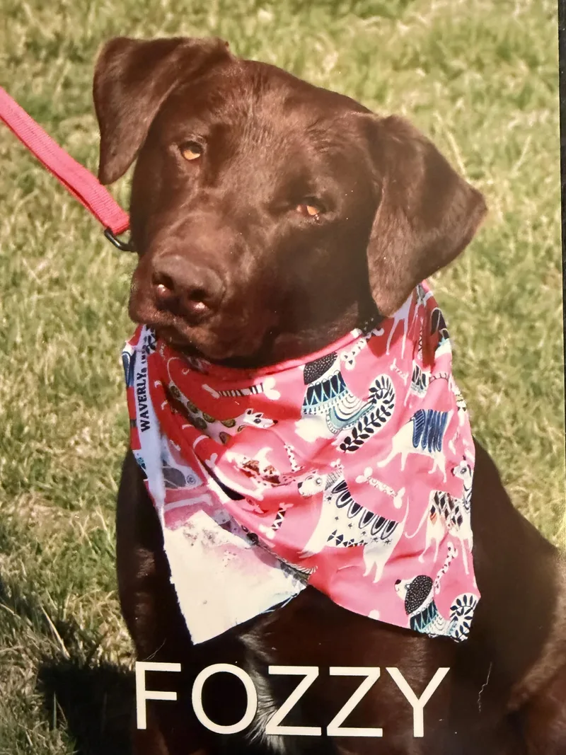 A young medium-sized male Brown / Chocolate Chocolate Labrador Retriever dog named Foxxy for adoption in Hutchinson, KS