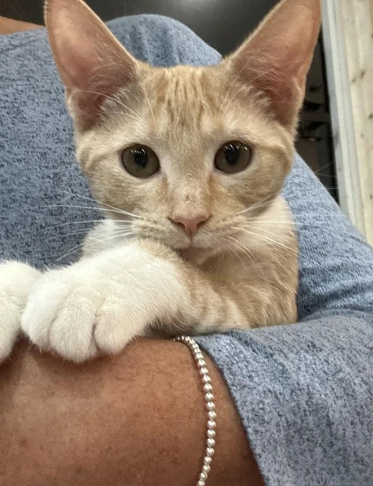A baby small-sized female Domestic Short Hair cat named Sister ME for adoption in Greenville, SC