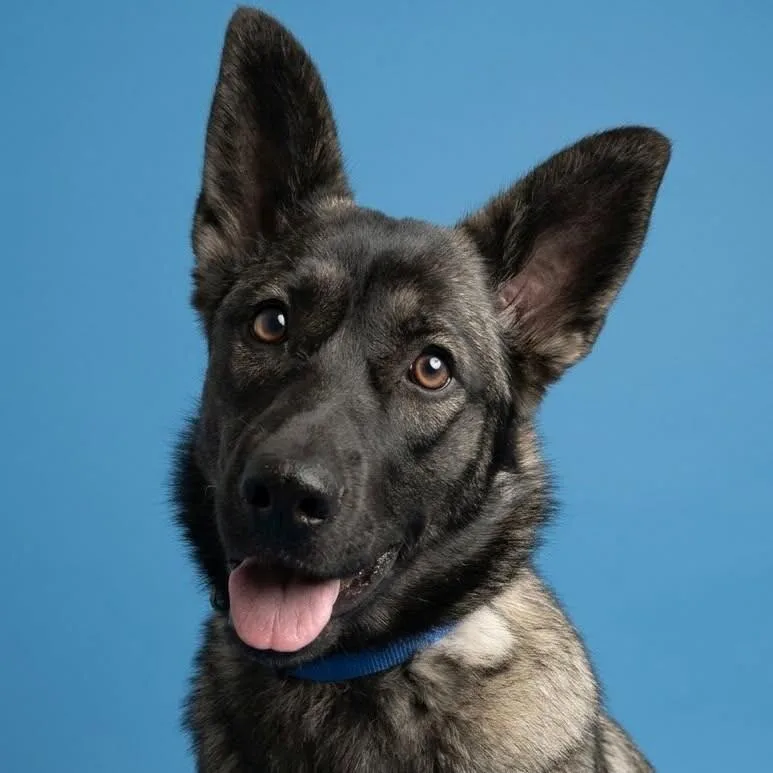 A young medium-sized female Shepherd dog named Stella for adoption in Yankton, SD