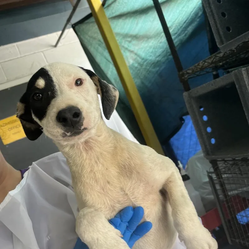 A baby small-sized male White / Cream Mixed Breed dog named Spencer for adoption in Edinburg, TX