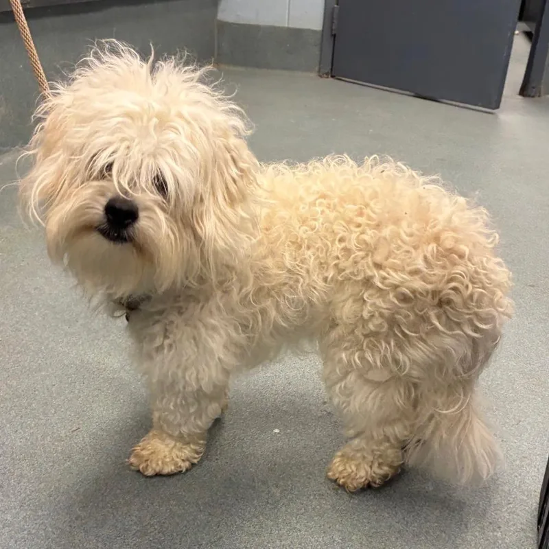 An adult small-sized male White / Cream Mixed Breed dog named Harry for adoption in Fredericksburg, VA