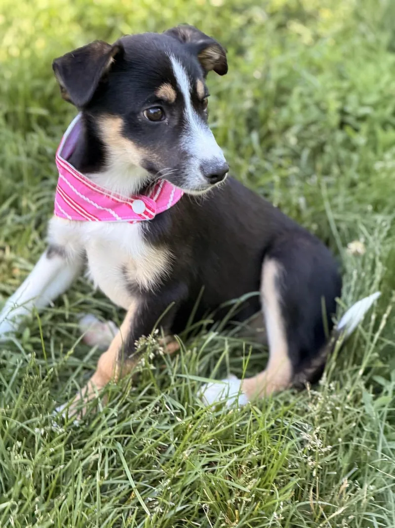 A baby medium-sized female Border Collie dog named Tuesday for adoption in Sparta, NJ