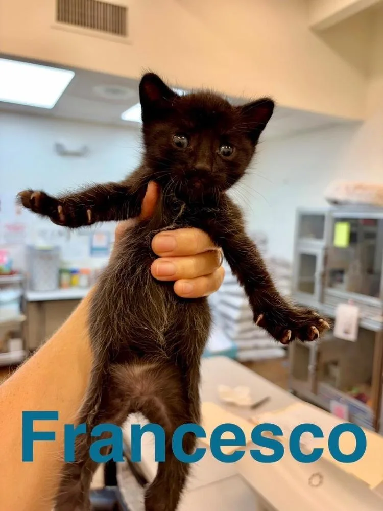 A baby small-sized male Black Domestic Short Hair cat named Francesco for adoption in Randolph, MA
