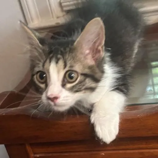 A baby small-sized male White Domestic Short Hair cat named Cole for adoption in Kyle, TX