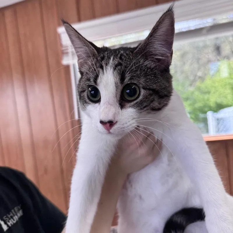 A young medium-sized male White Domestic Short Hair cat named Brantley for adoption in Columbiana, AL