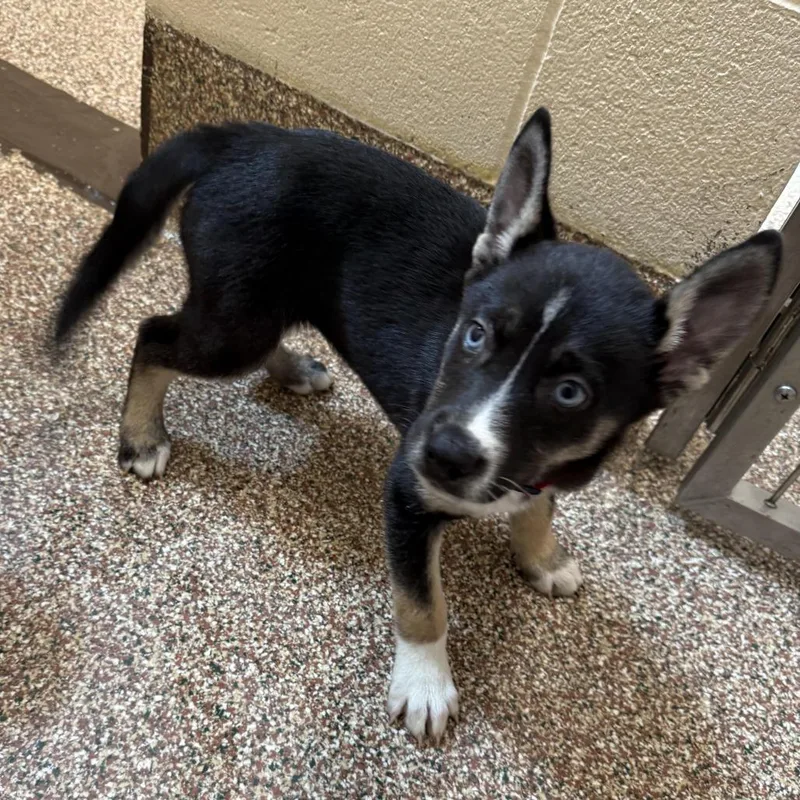 A baby small-sized female Black Husky dog named Ember for adoption in Springfield, MA