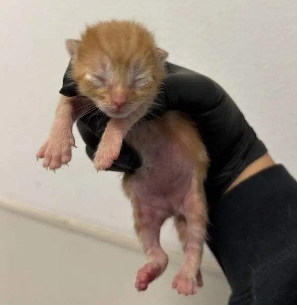 A baby small-sized female Domestic Short Hair cat named Finn The Human for adoption in San Diego, CA