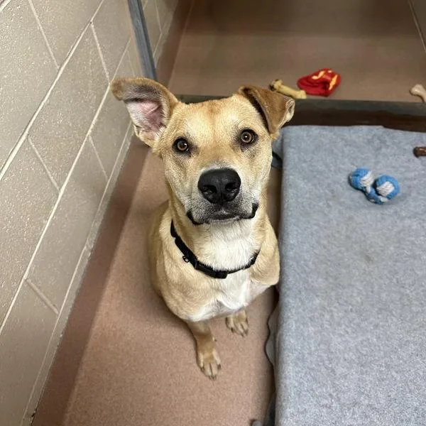 A young large-sized male American Staffordshire Terrier dog named Eugene for adoption in Walnut Creek, CA