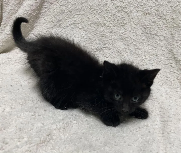 A baby small-sized male Domestic Short Hair cat named Pepper for adoption in Jackson, MI