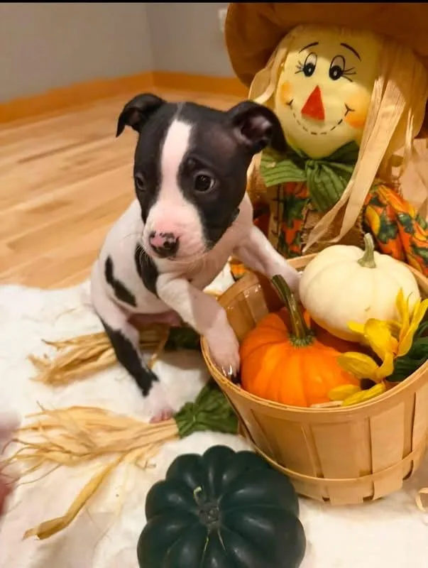 A baby medium-sized male Mixed Breed dog named Russell for adoption in Pleasant Ridge, MI