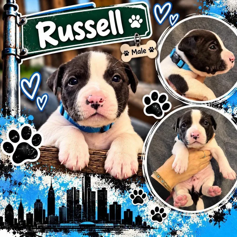 Russell thumbnail 2