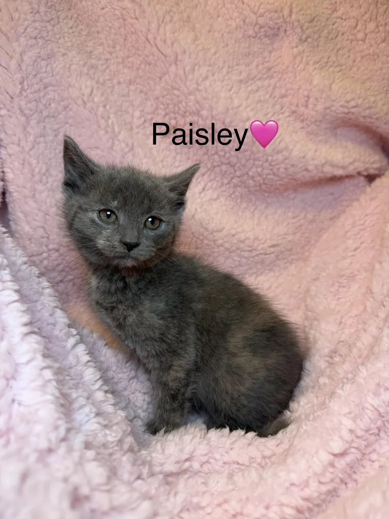 Paisley