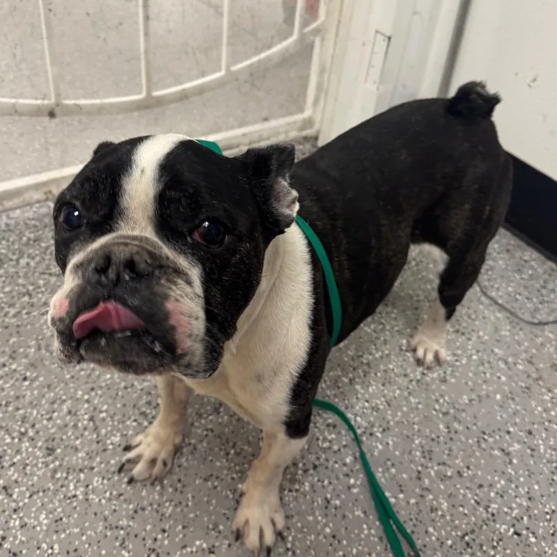 An adult medium-sized male Black French Bulldog dog named Black frenchie mix for adoption in Henderson, NV