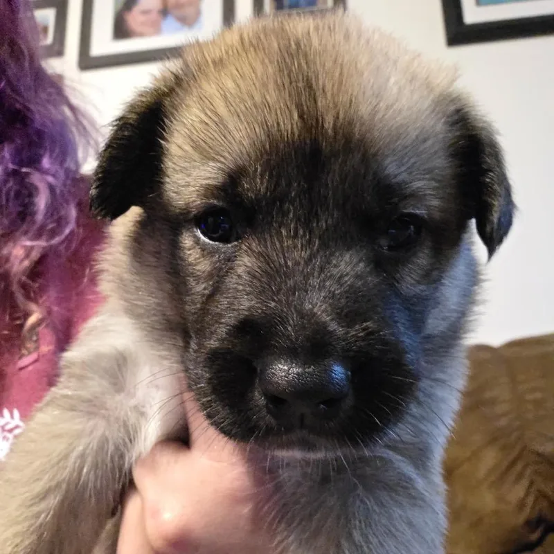 A baby small-sized male White / Cream Mixed Breed dog named River for adoption in Bismarck, ND