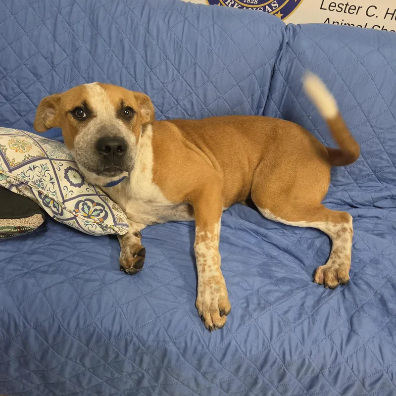 A young medium-sized male Red / Chestnut / Orange Australian Cattle Dog / Blue Heeler dog named Fry for adoption in Fayetteville, AR