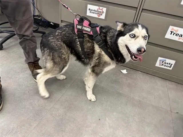 A young large-sized female Siberian Husky dog named Peaches for adoption in Sacramento, CA