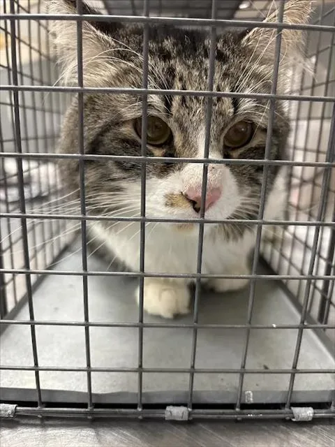 A young large-sized male Domestic Medium Hair cat named Fatso for adoption in Las Vegas, NV