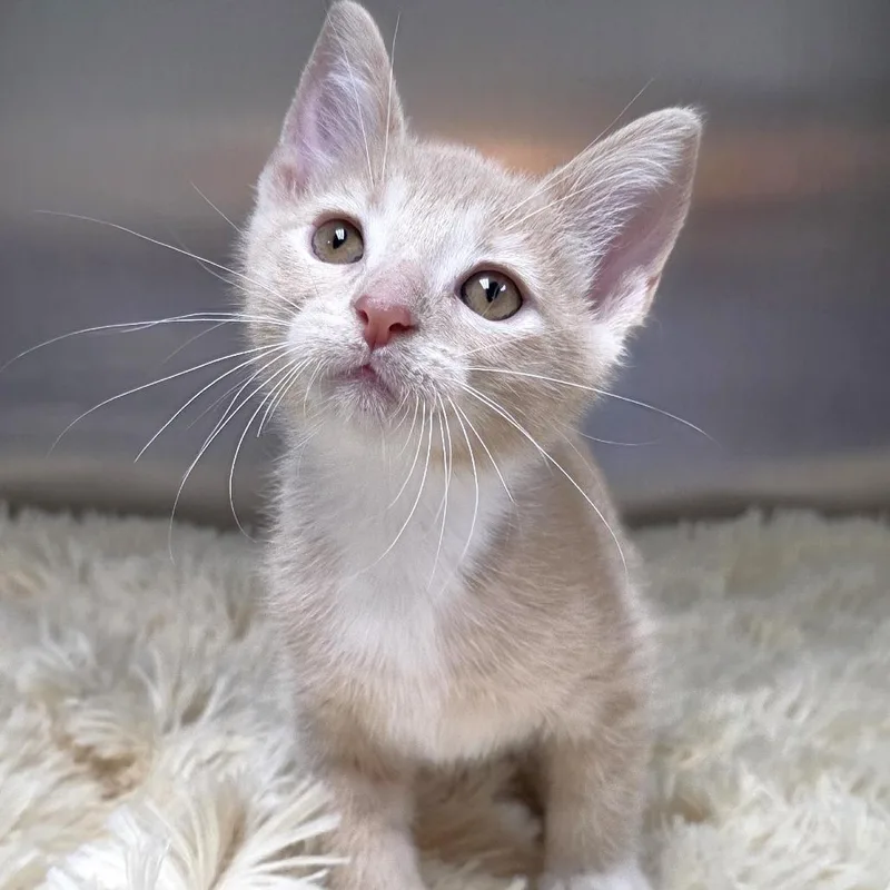 A baby small-sized male Buff / Tan / Fawn Domestic Short Hair cat named Onion for adoption in Michigan City, IN