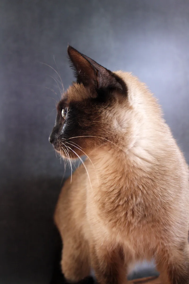 An adult medium-sized female Seal Point Siamese cat named Savannah for adoption in Lees Summit, MO