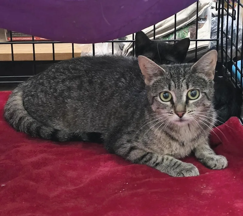 An adult medium-sized female Tabby (Gray / Blue / Silver) American Shorthair cat named Katniss for adoption in Salisbury Mills, NY