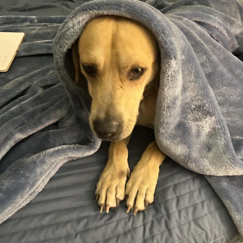 An adult medium-sized male Yellow / Tan / Blond / Fawn Mixed Breed dog named Megatron for adoption in Englewood, FL