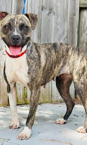 An adult medium-sized female Pit Bull Terrier dog named AC "Sol" for adoption in Conyers, GA