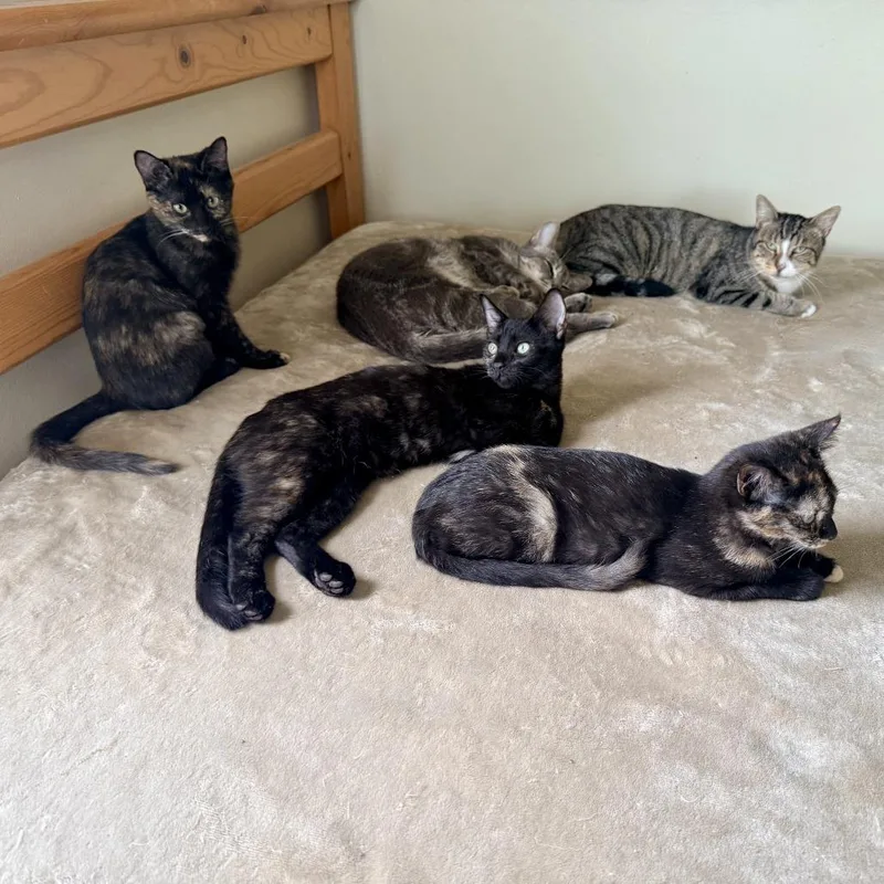 A baby small-sized female Tortoiseshell Domestic Short Hair cat named Aaliyah for adoption in Los Angeles, CA
