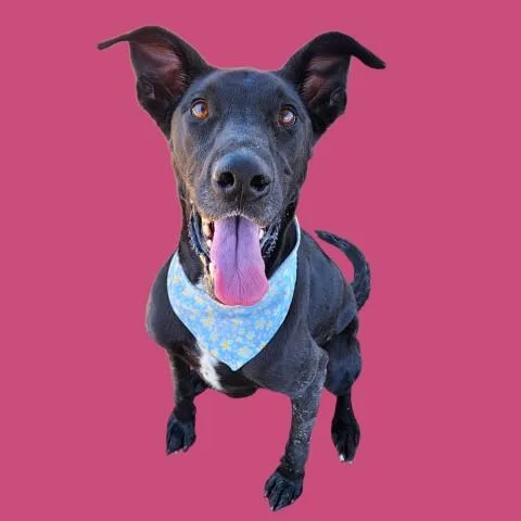 An adult large-sized female Great Dane dog named Daisy for adoption in Bakersfield, CA