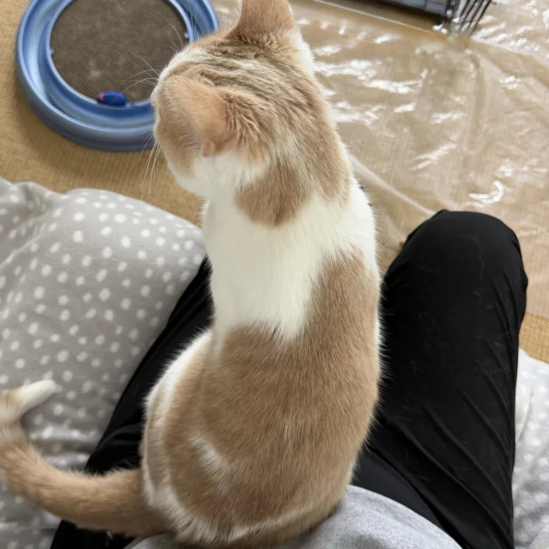 A young small-sized female Orange & White Domestic Short Hair cat named Juniper for adoption in St. Paul Park, MN