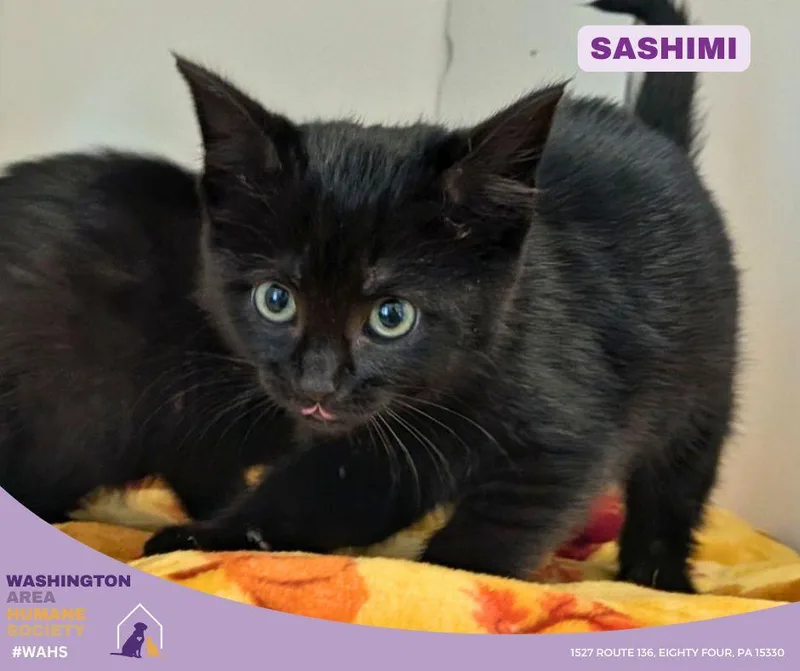 A baby small-sized male Black Domestic Short Hair cat named Sashimi for adoption in Eighty Four, PA