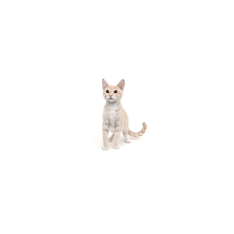 A baby small-sized male Orange / Red Domestic Short Hair cat named Memo Ochoa for adoption in Playa Vista, CA