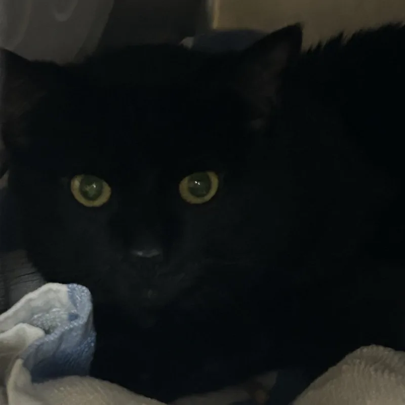 A baby small-sized male Black Domestic Short Hair cat named Panther for adoption in Newark, NJ