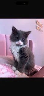 A baby medium-sized male Gray & White Domestic Medium Hair cat named Dixon for adoption in Spring Lake, NJ