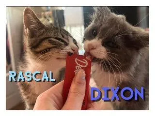 Dixon thumbnail 3