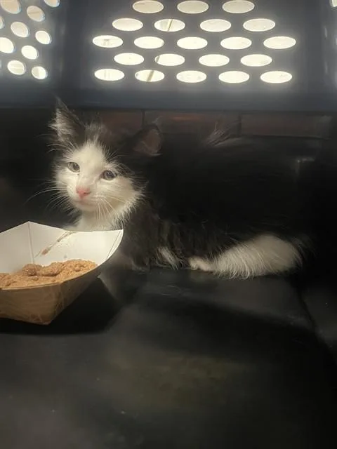 A baby small-sized male Domestic Short Hair cat named Timpani for adoption in Tallahassee, FL