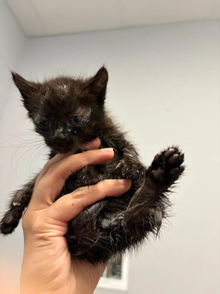 A baby medium-sized female Domestic Short Hair cat named Aster for adoption in Bloomington, IN