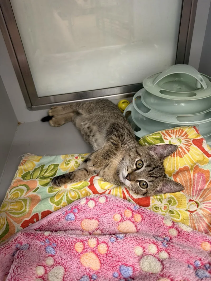 A baby large-sized male Buff / Tan / Fawn Domestic Short Hair cat named Dustin for adoption in Miami Beach, FL