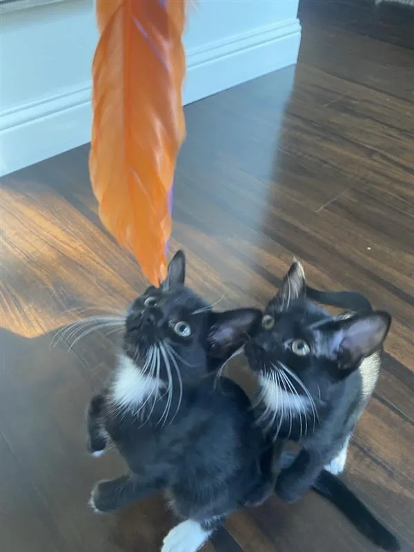A baby small-sized male Black & White / Tuxedo Domestic Short Hair cat named Opossum for adoption in Dallas, TX