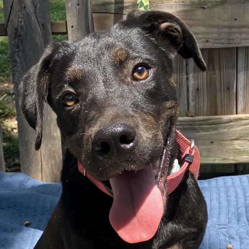 A baby medium-sized male Black Mixed Breed dog named TNGCStray for adoption in Pulaski, TN