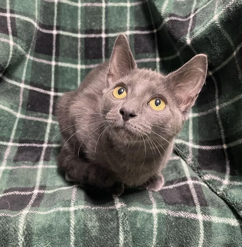 A baby small-sized male Domestic Short Hair cat named Sterling for adoption in Jackson, MI
