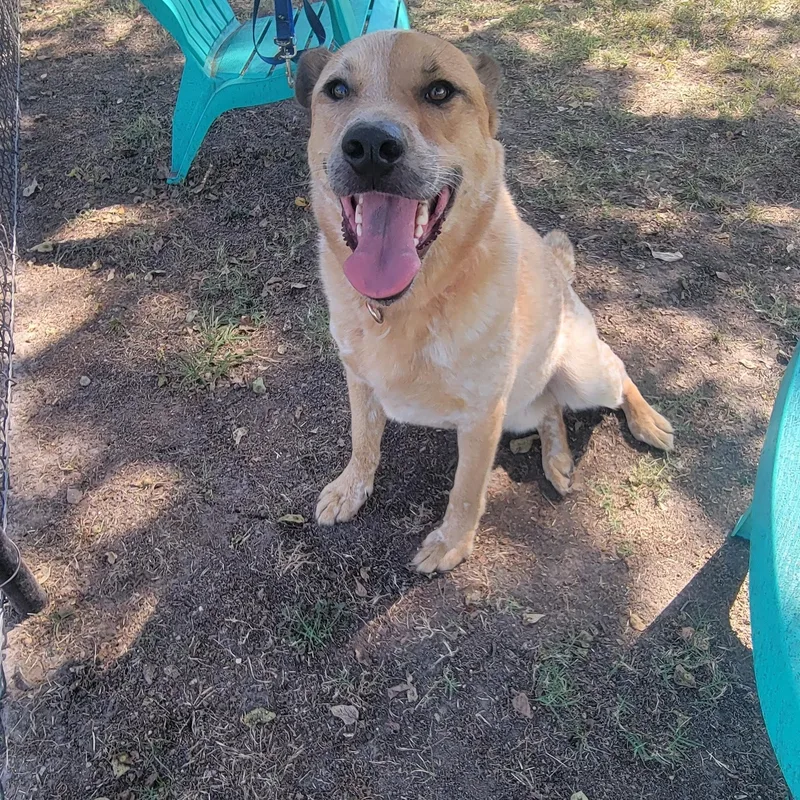 An adult large-sized male Apricot / Beige Australian Cattle Dog / Blue Heeler dog named Remy for adoption in Point, TX
