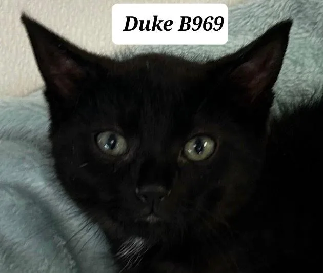 A baby medium-sized male Black Domestic Medium Hair cat named Duke for adoption in Morganton, NC