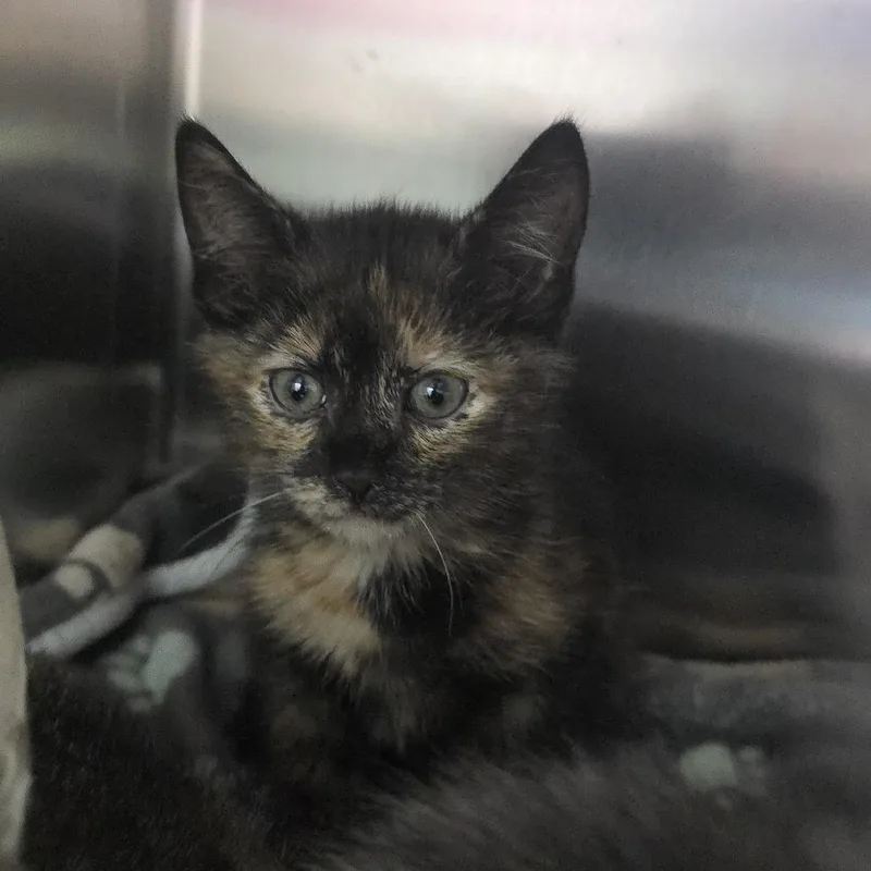 A baby small-sized female Tortoiseshell Domestic Short Hair cat named Darcy for adoption in Yanceyville, NC