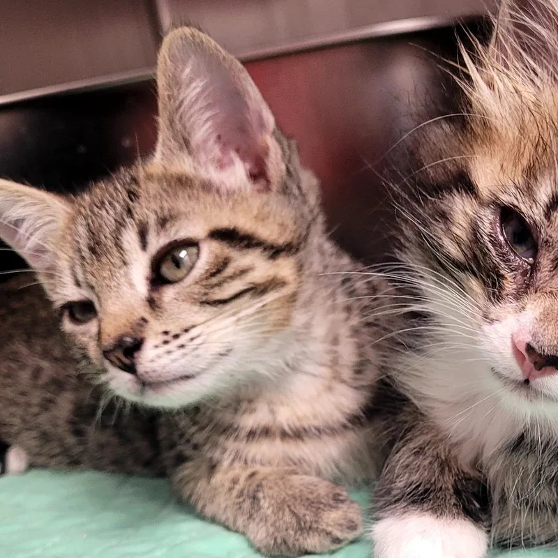 A baby small-sized male Domestic Short Hair cat named Apollo for adoption in Allyn, WA