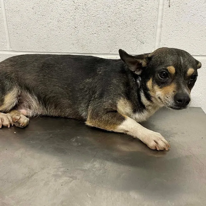 A young small-sized male Black Chihuahua dog named Charles C for adoption in Allen, TX