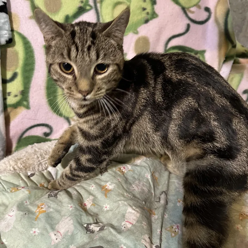 Cocoa Puff thumbnail 3